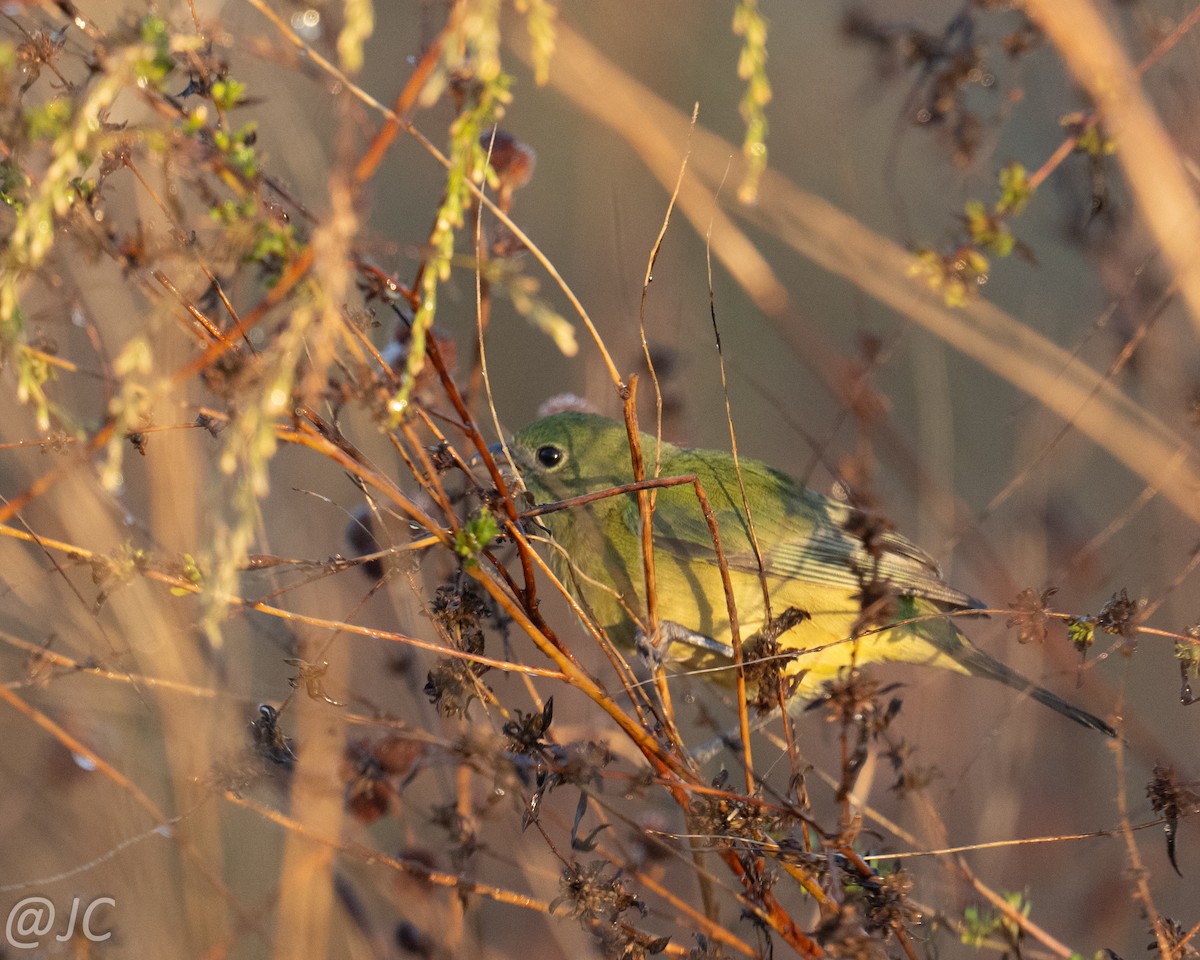 Painted Bunting - ML645599696
