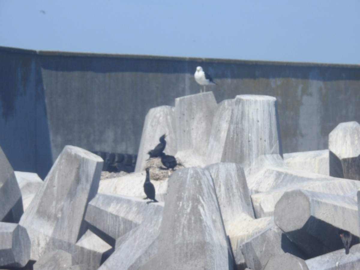 Cape Cormorant - ML645599700