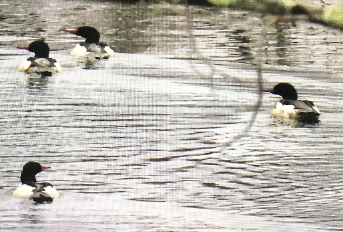 Common Merganser - ML645599702