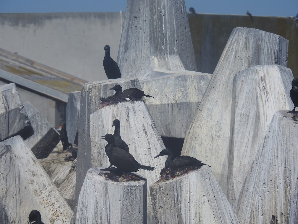 Cape Cormorant - ML645599704