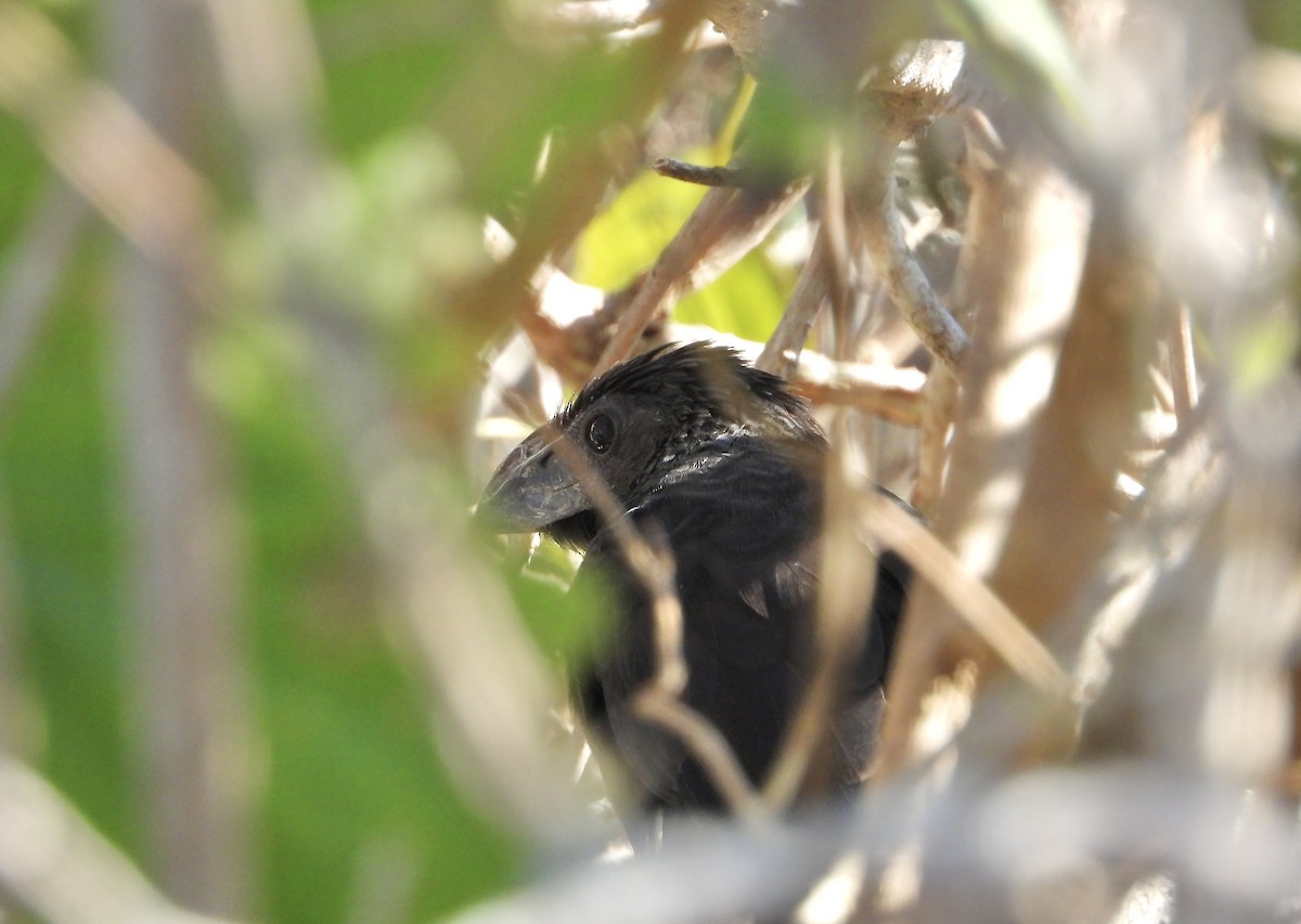 Groove-billed Ani - ML645599707