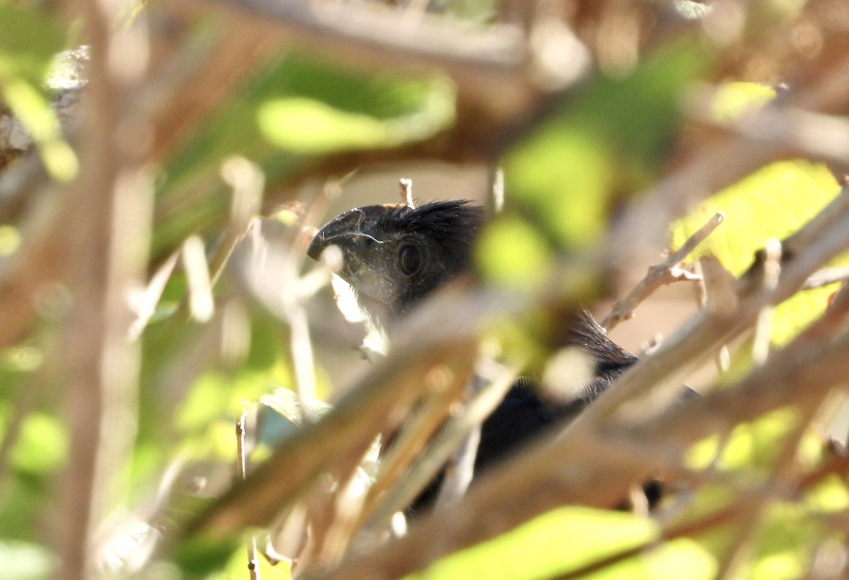 Groove-billed Ani - ML645599709