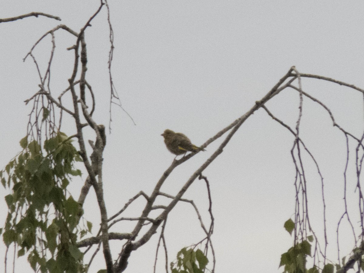 European Greenfinch - ML645599710