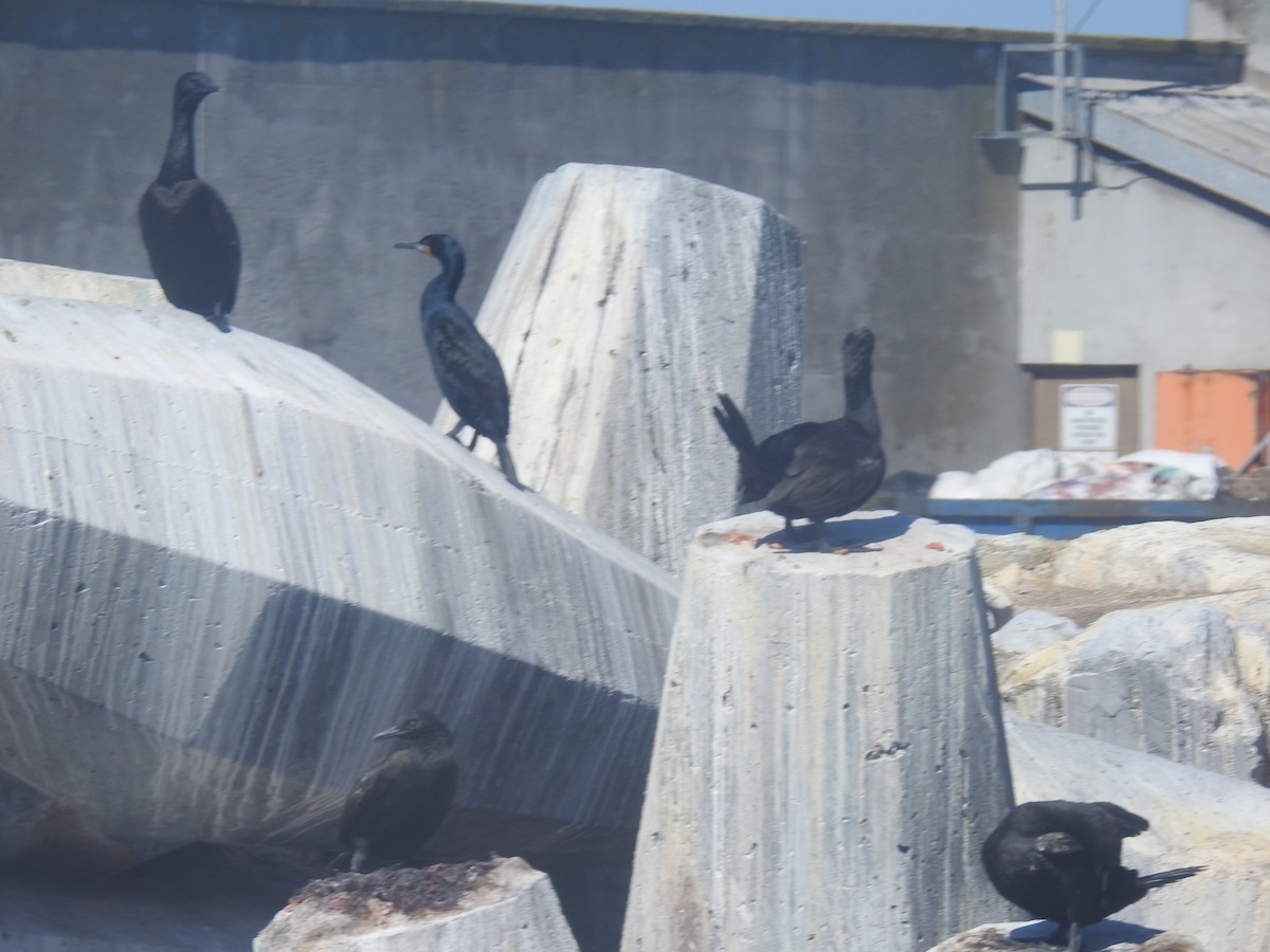 Cape Cormorant - ML645599711