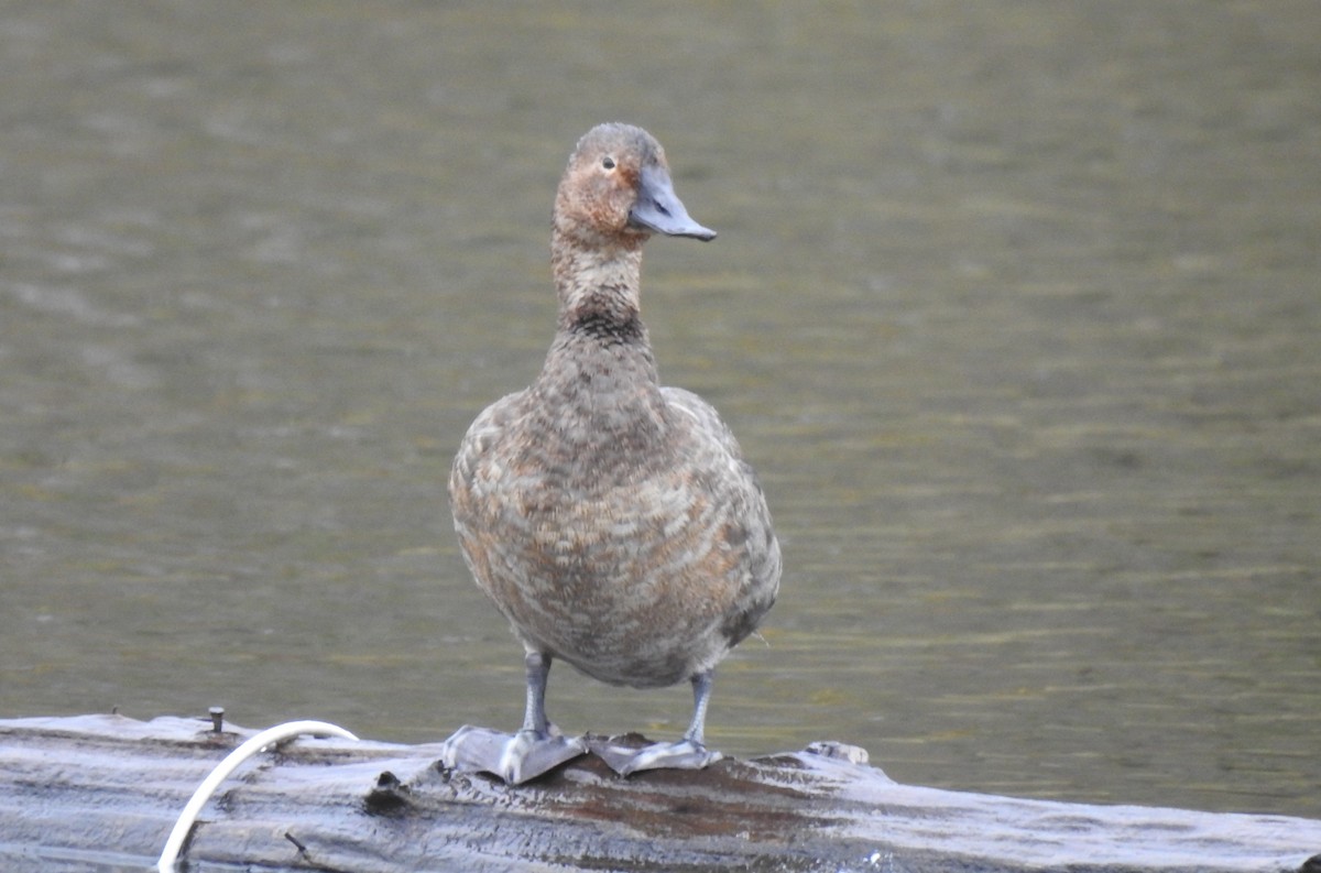 Canvasback - ML645599712
