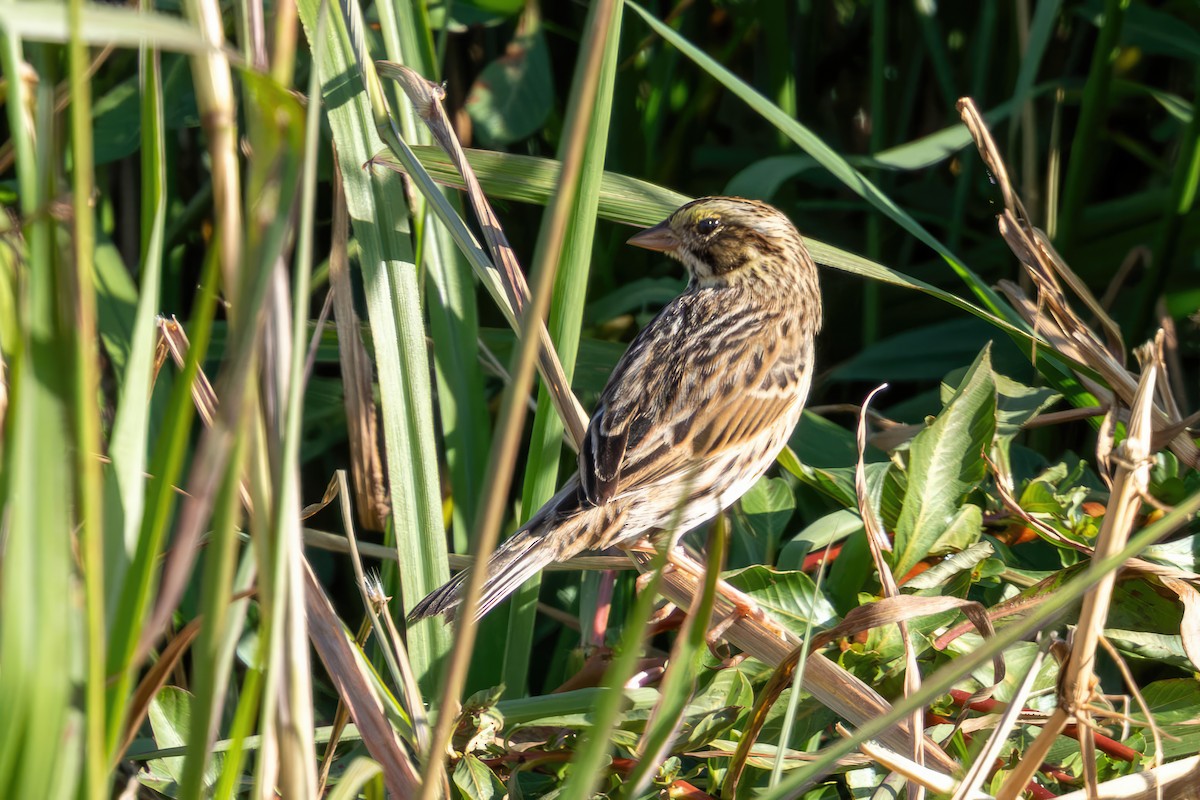 Savannah Sparrow - ML645599713