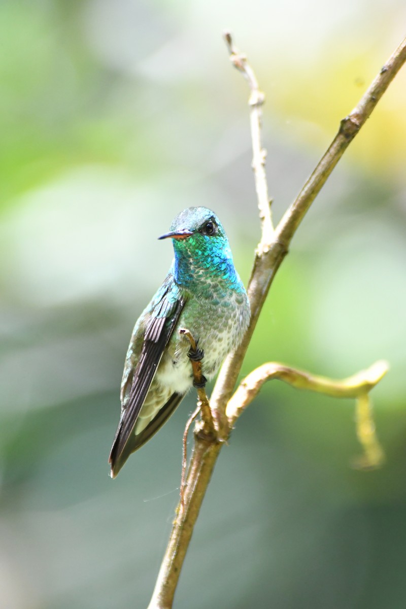 Versicolored Emerald - ML645599714