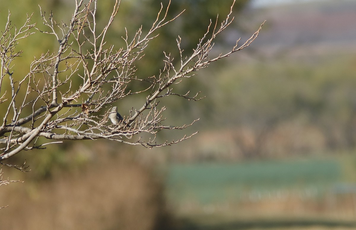 Mountain Bluebird - ML645599715