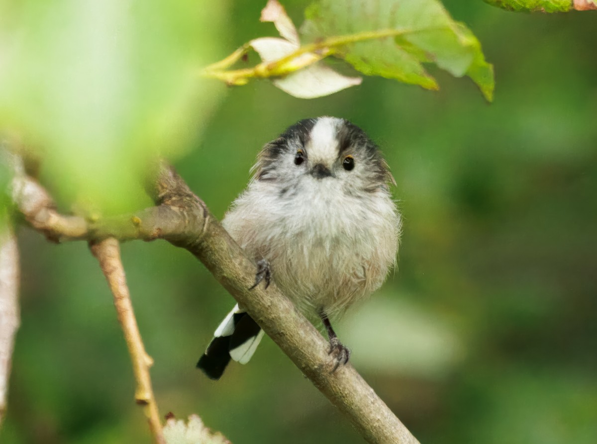 Long-tailed Tit - ML645599716