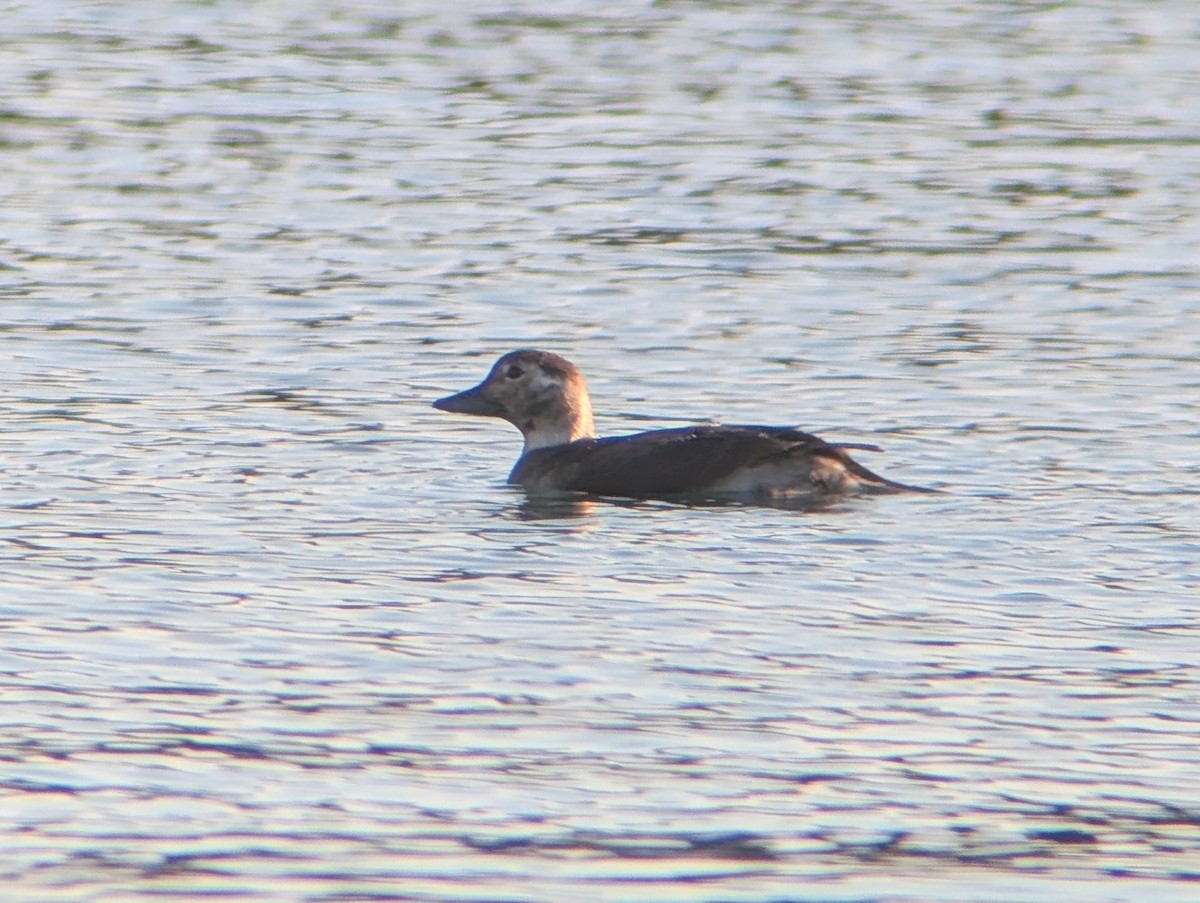 Long-tailed Duck - ML645599717