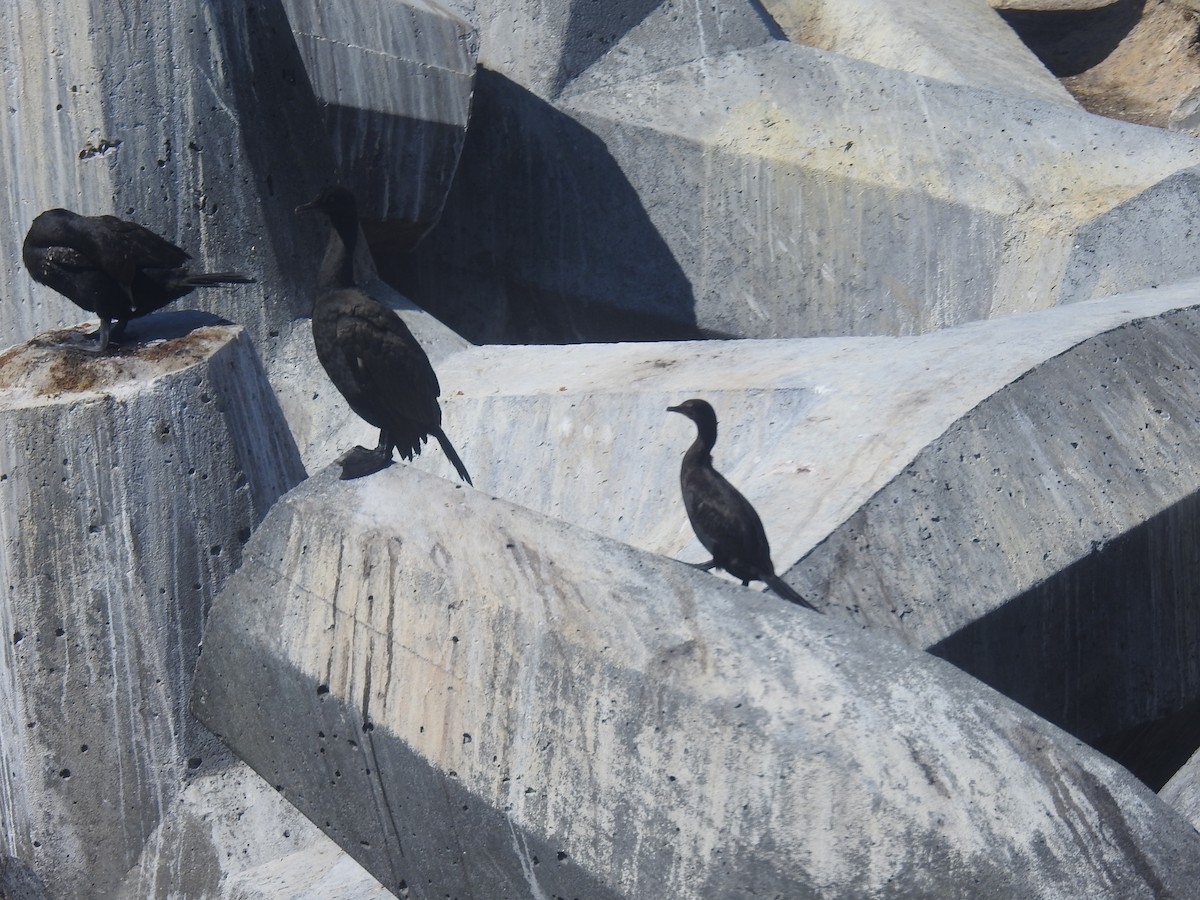 Cape Cormorant - ML645599718