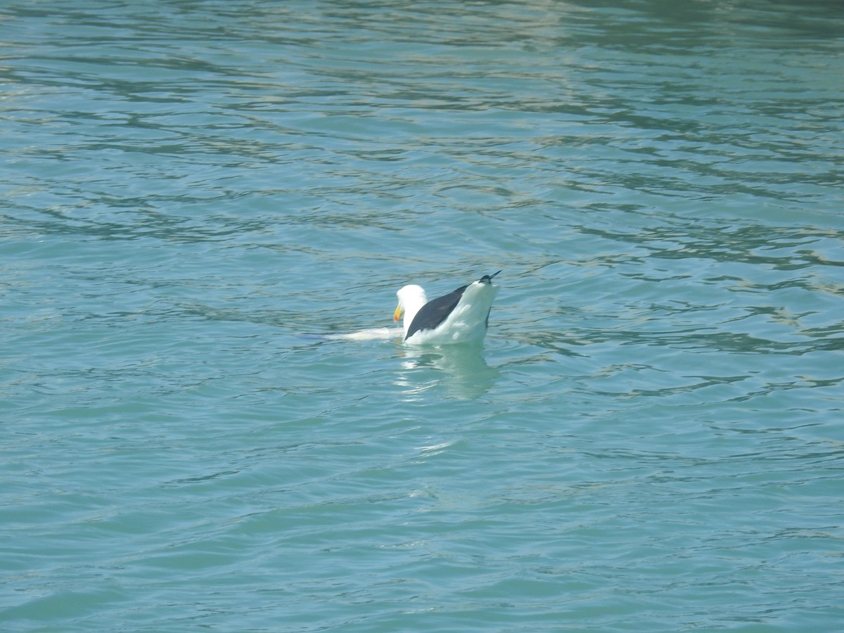 Kelp Gull - ML645599719