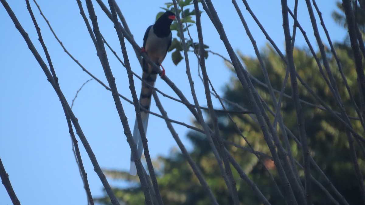 Red-billed Blue-Magpie - ML645599720