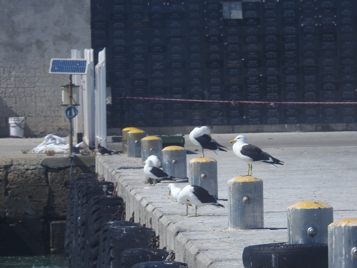 Kelp Gull - ML645599722