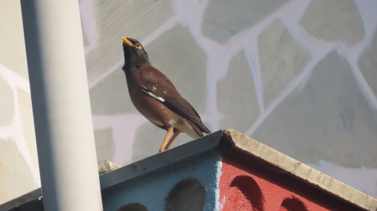 Common Myna - ML645599723