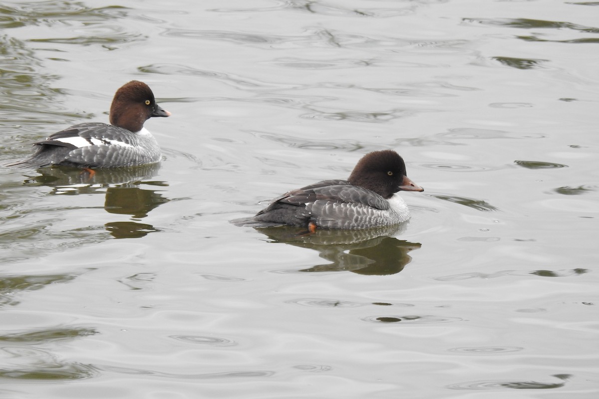Common Goldeneye - ML645599726