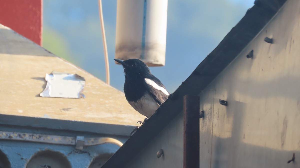Oriental Magpie-Robin - ML645599728