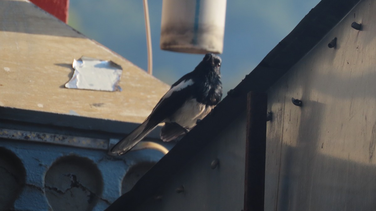 Oriental Magpie-Robin - ML645599729