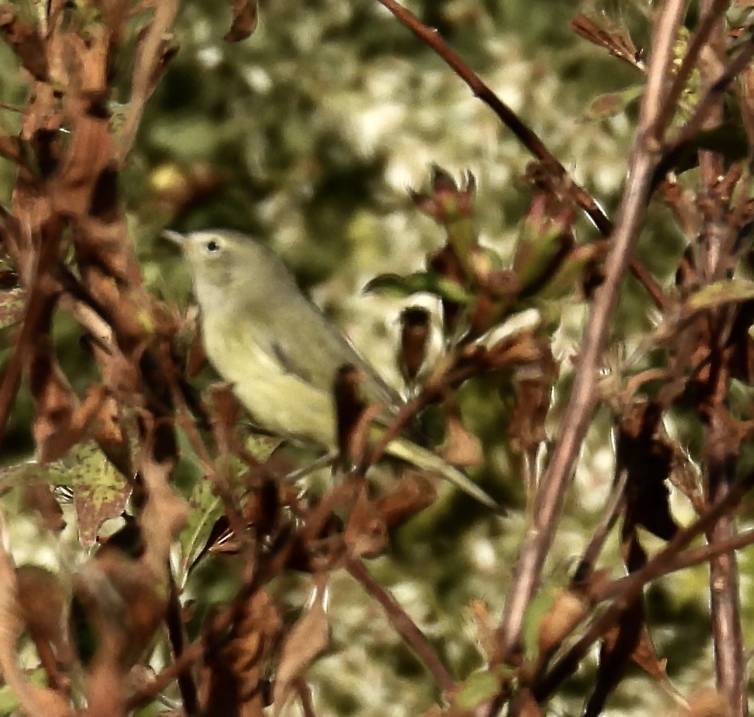 Orange-crowned Warbler - ML645599734