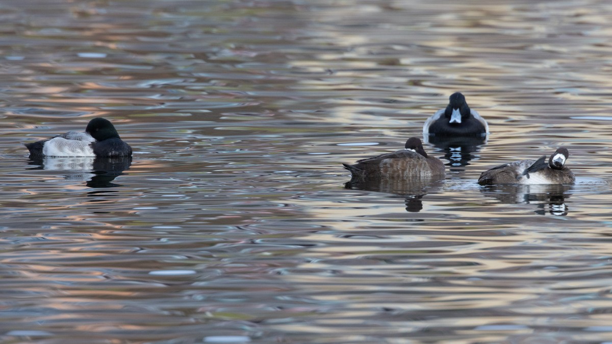 Greater Scaup - ML645599735