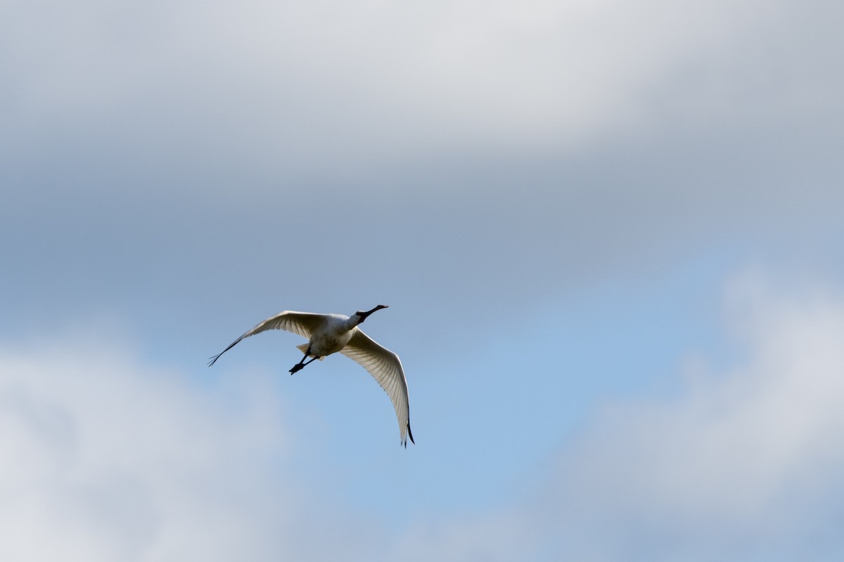 Eurasian Spoonbill - ML645599737