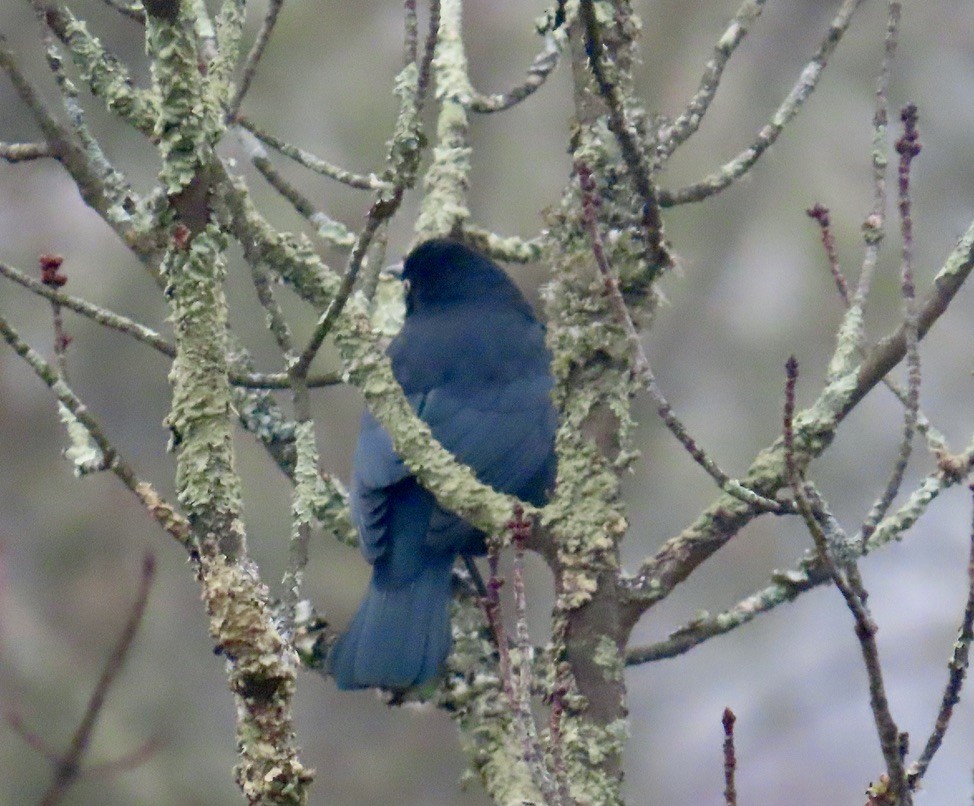 Rusty Blackbird - ML645599741