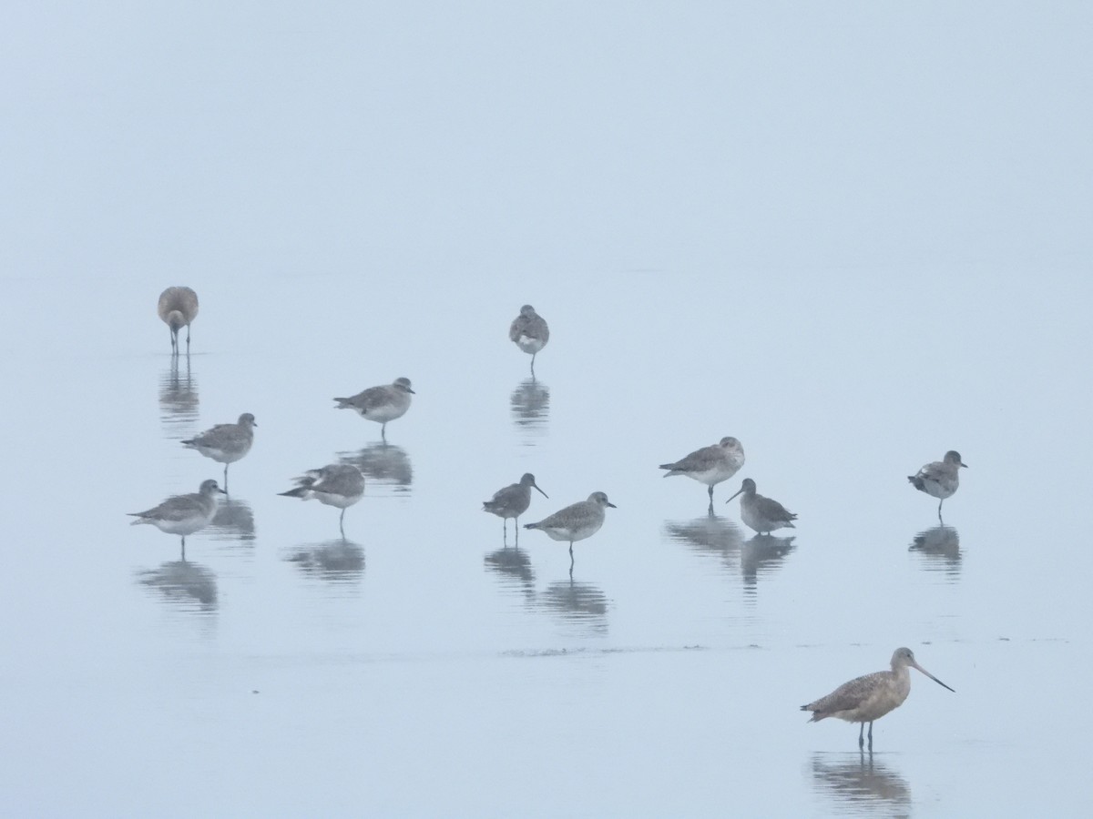 Marbled Godwit - ML645599742