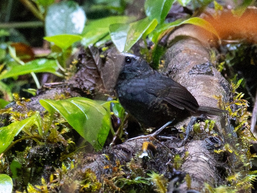 Silvery-fronted Tapaculo - ML645599743