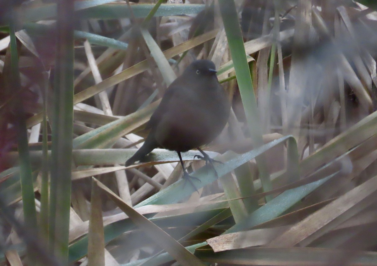 Rusty Blackbird - ML645599747