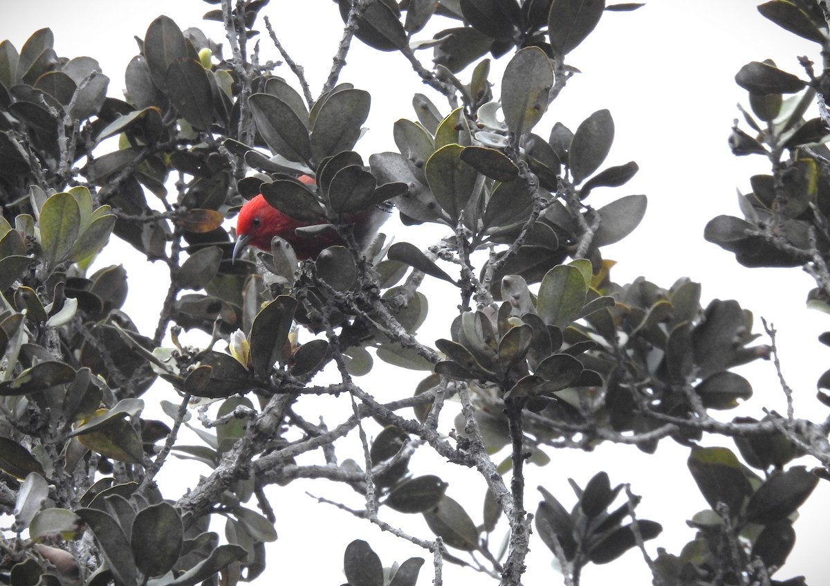 アカハワイミツスイ - ML645599752