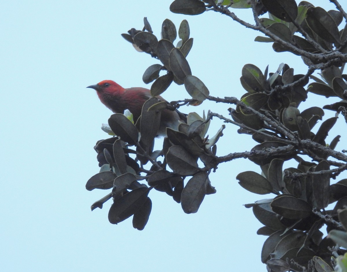 アカハワイミツスイ - ML645599753