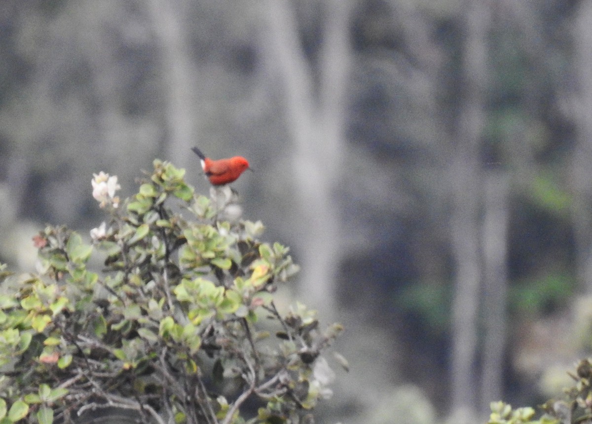 アカハワイミツスイ - ML645599754