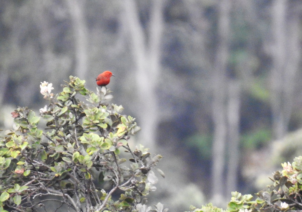 アカハワイミツスイ - ML645599755