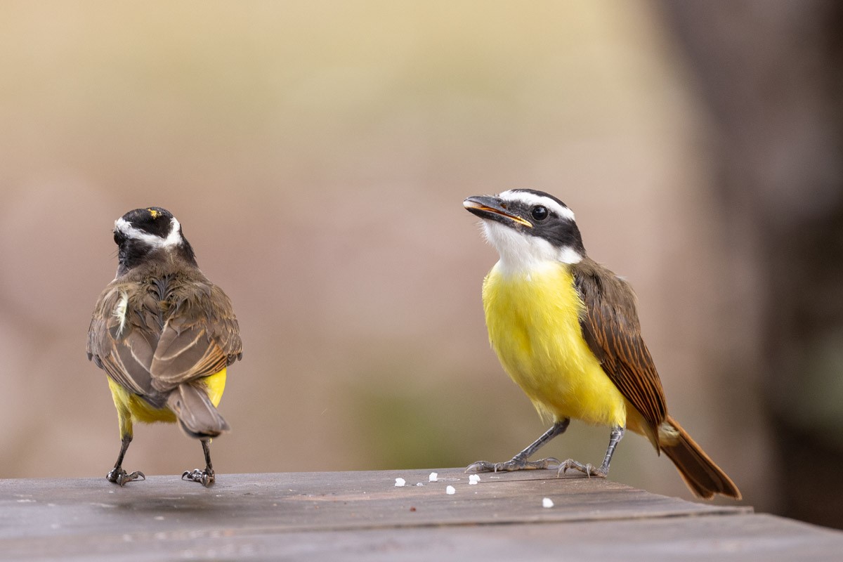 Great Kiskadee - ML645599763