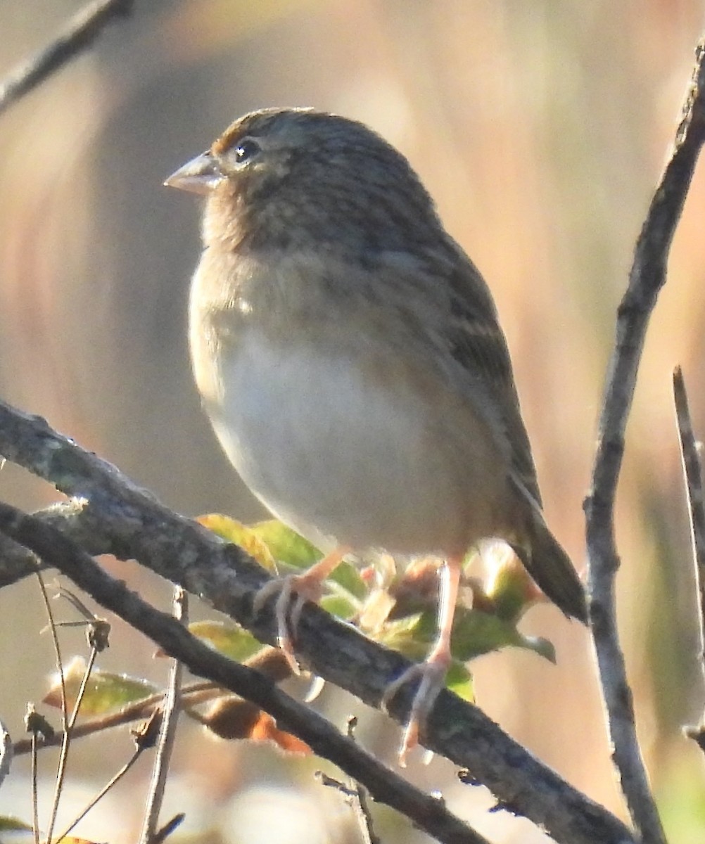 Grasshopper Sparrow - ML645599770