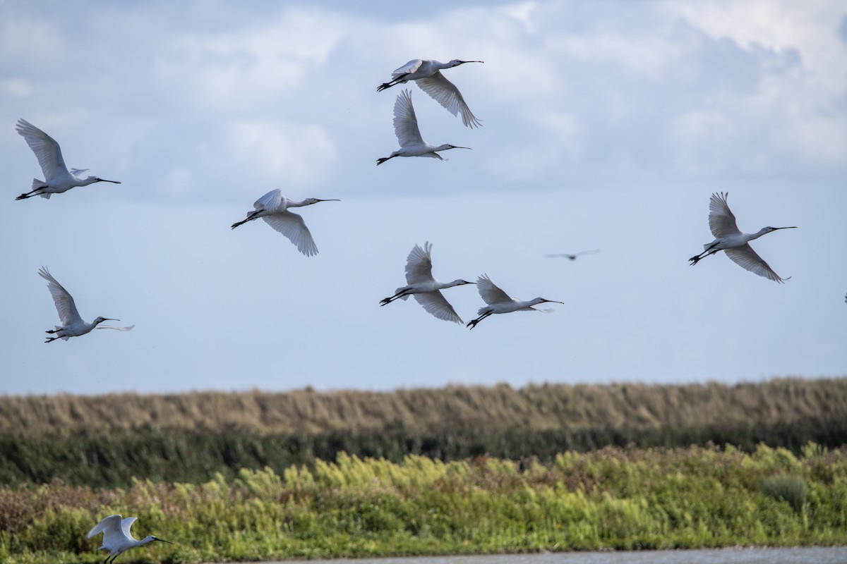 Eurasian Spoonbill - ML645599771