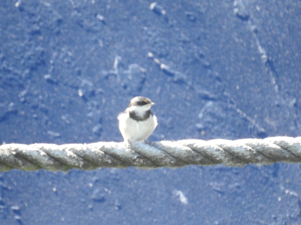 White-throated Swallow - ML645599776