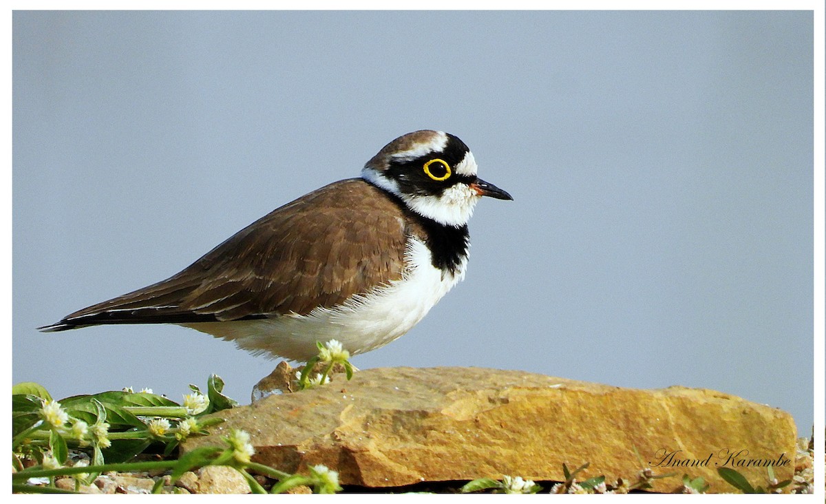 Little Ringed Plover - ML645599778
