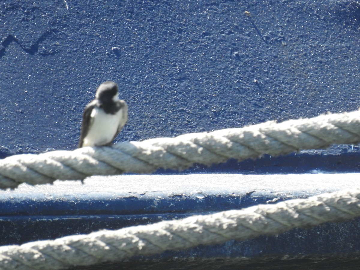 White-throated Swallow - ML645599782
