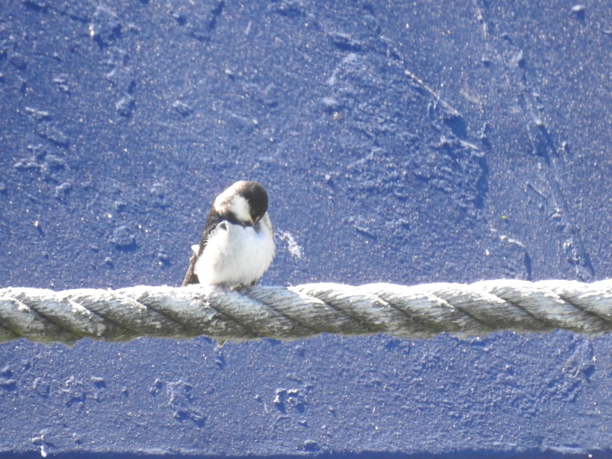 White-throated Swallow - ML645599784