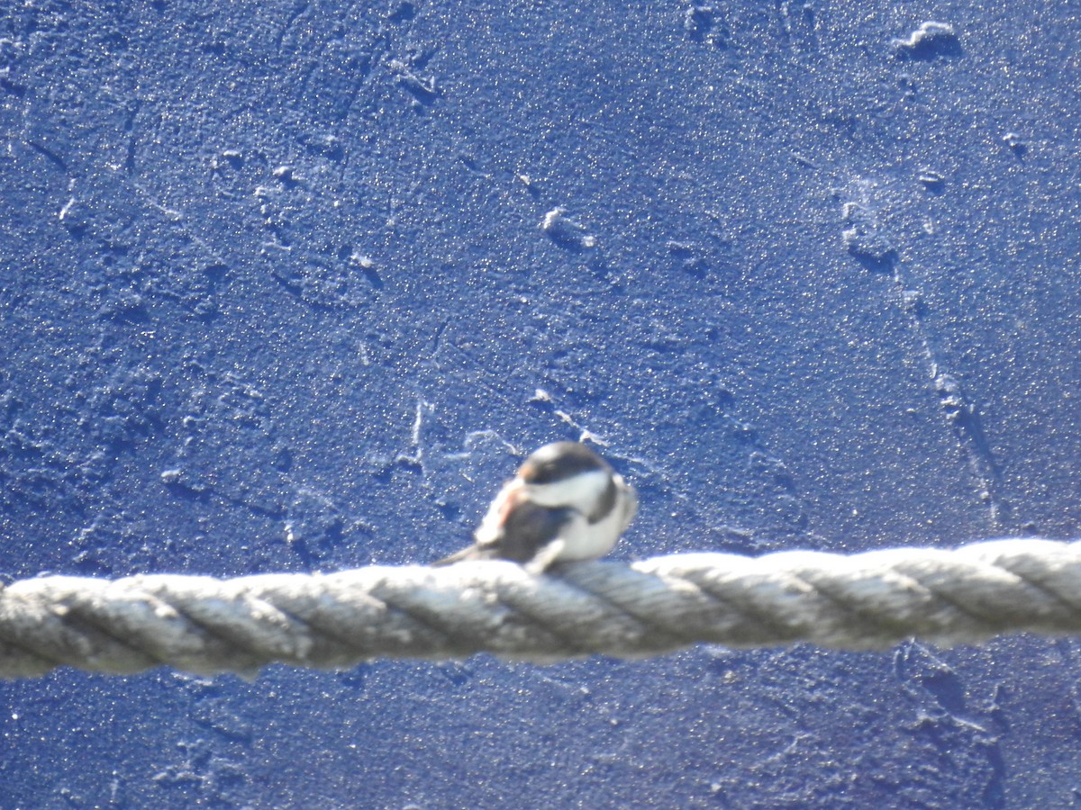 White-throated Swallow - ML645599790