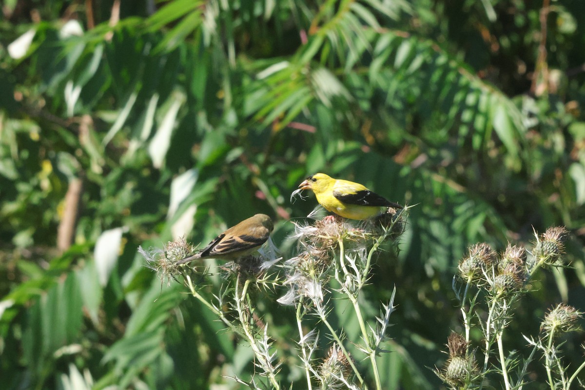 American Goldfinch - ML645599795