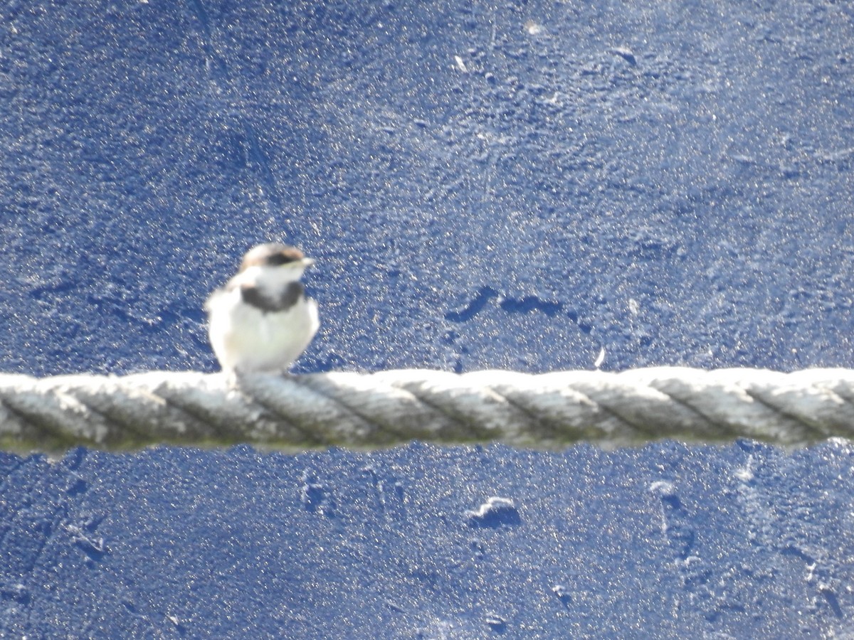 White-throated Swallow - ML645599802
