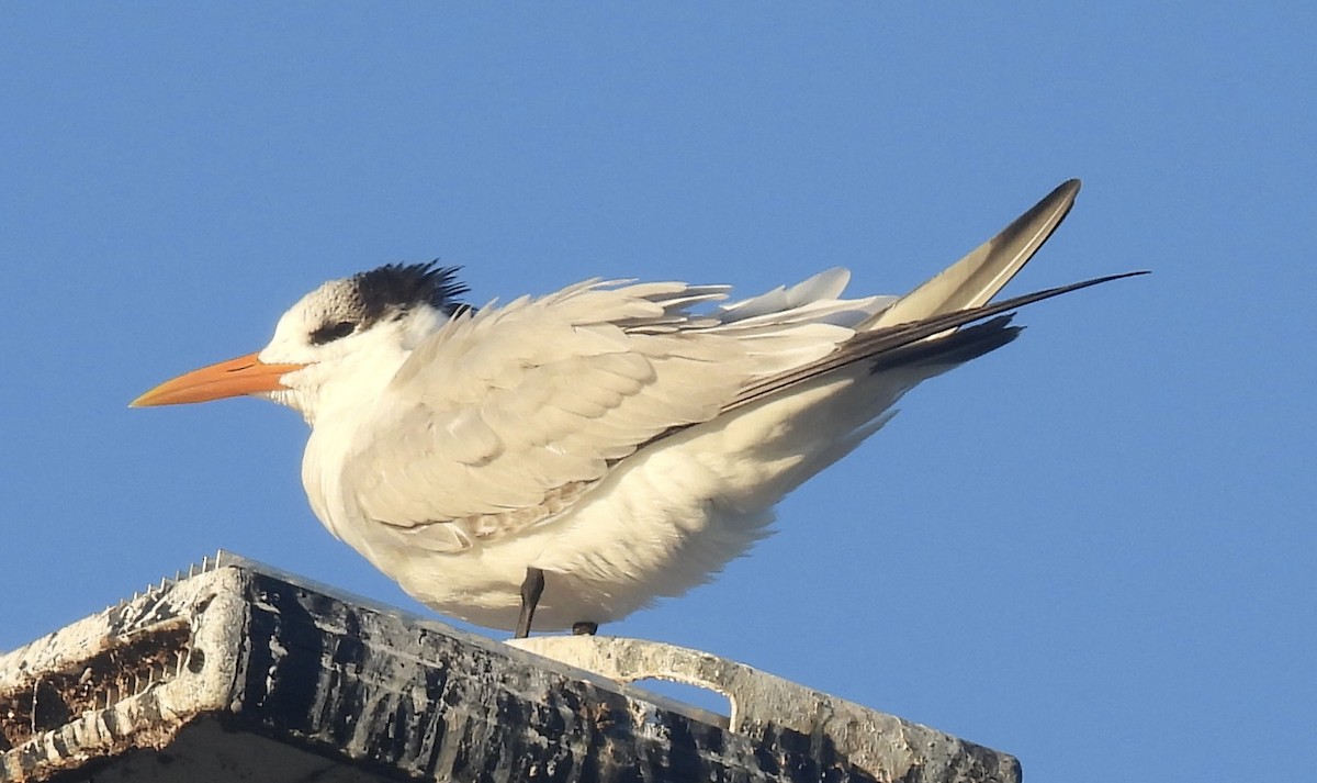 Royal Tern - ML645599813