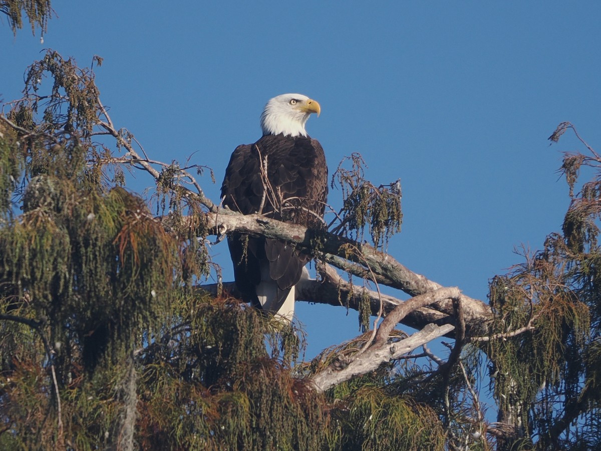 Bald Eagle - ML645599816