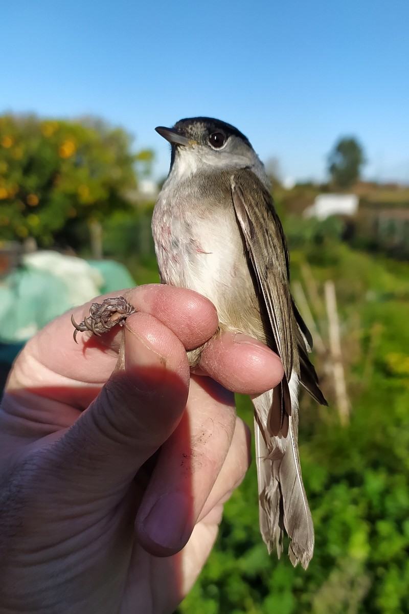 Eurasian Blackcap - ML645599817