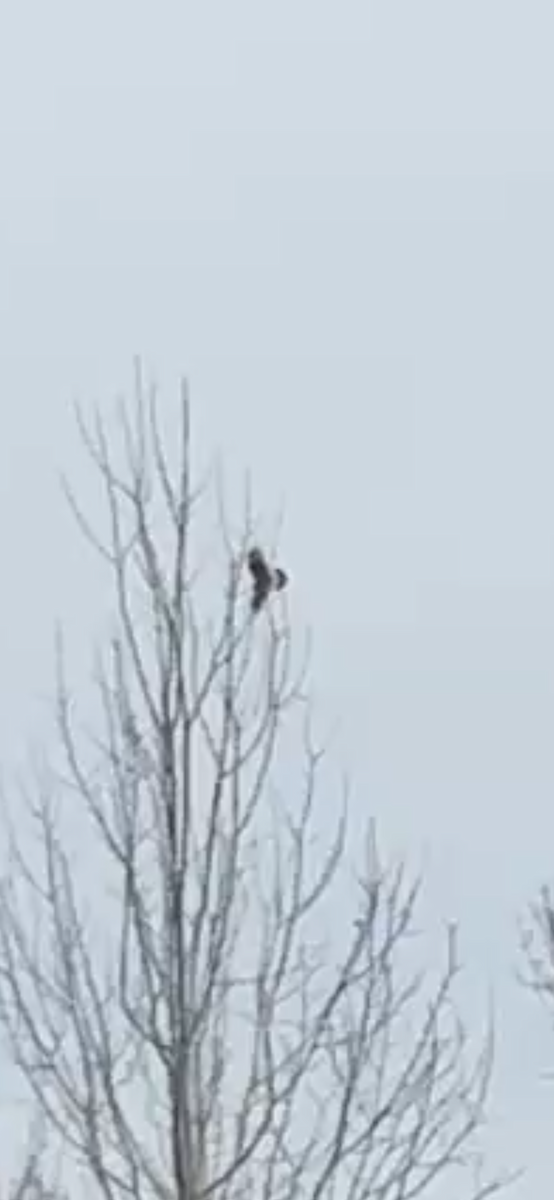 Golden Eagle - ML645599818