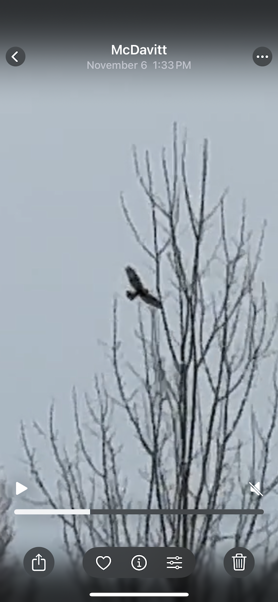 Golden Eagle - ML645599819