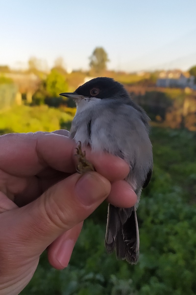 Sardinian Warbler - ML645599820