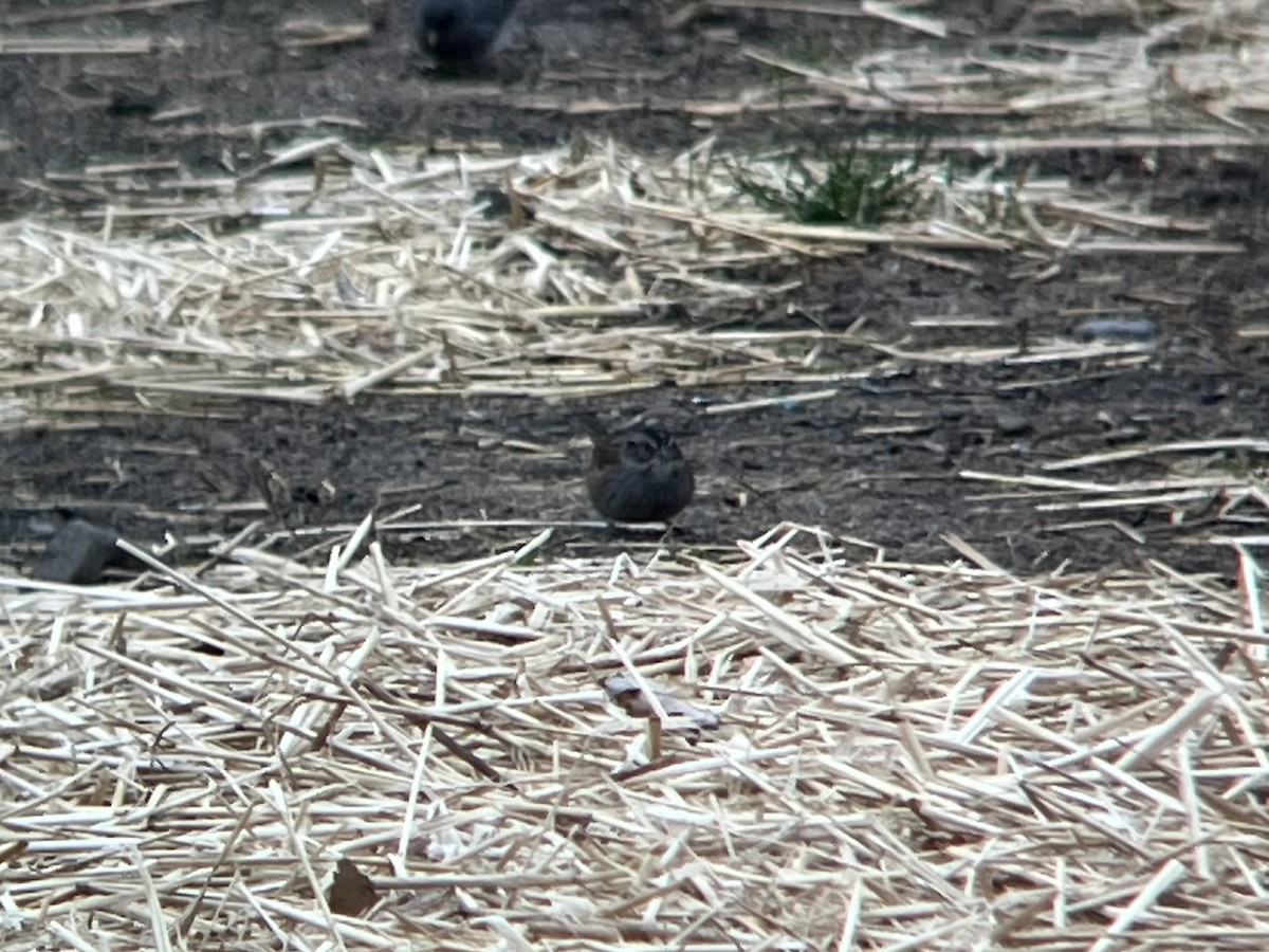Swamp Sparrow - ML645599821